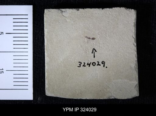 undet. Hymenoptera