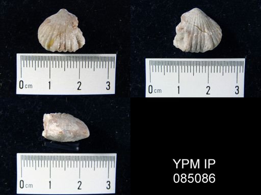 Uncinulus hebe
