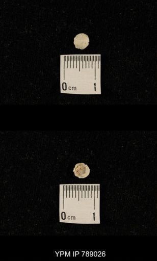 undet. Brachiopoda