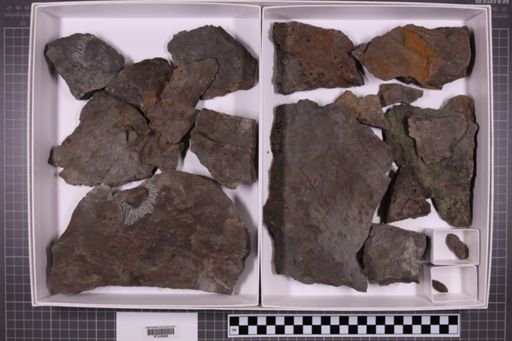 mixed taxa, stratigraphic collection