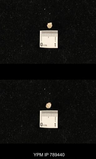 undet. Bryozoa