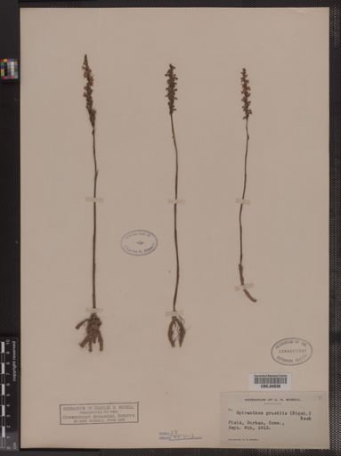 Spiranthes gracilis