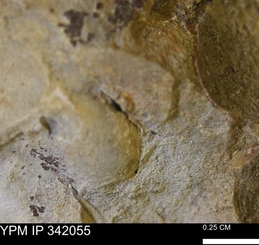 undet. Bivalvia