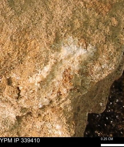 undet. Mollusca