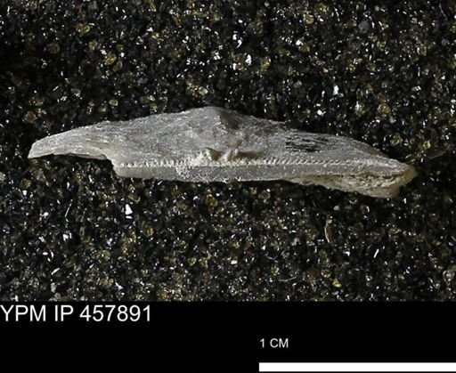 Strophodonta sp.