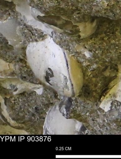 Corbulamella sp.
