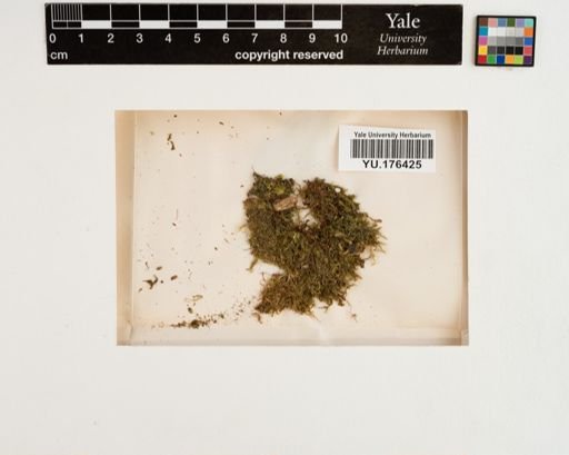 Plantae