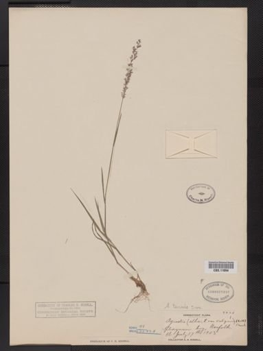 Agrostis capillaris