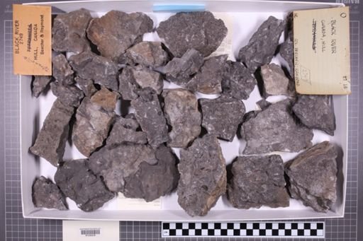 mixed taxa, stratigraphic collection