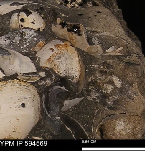 Protocardia sp.