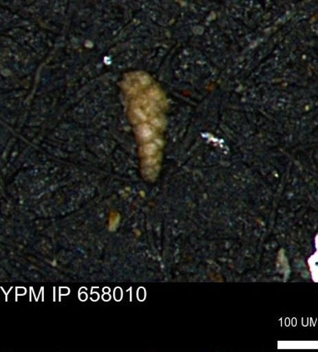 Verneuilinoides kansasensis