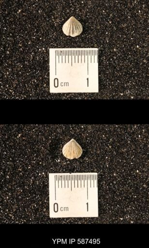 Camarotoechia whitei