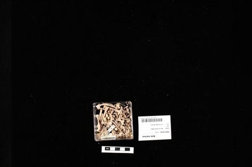 Bufo marinus