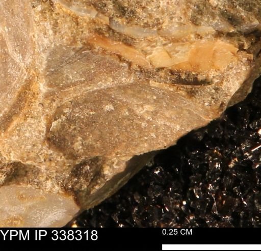 Protocardia subquadrata