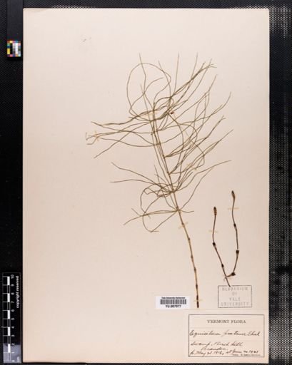 Equisetum pratense