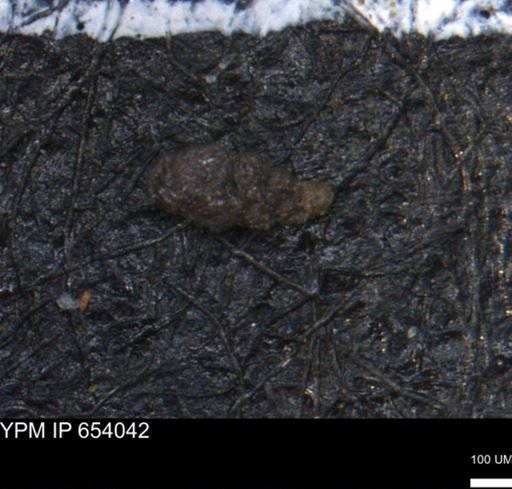 Verneuilinoides hectori