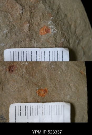 Porifera?