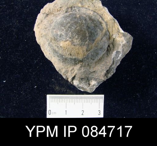 Brachyprion profundum