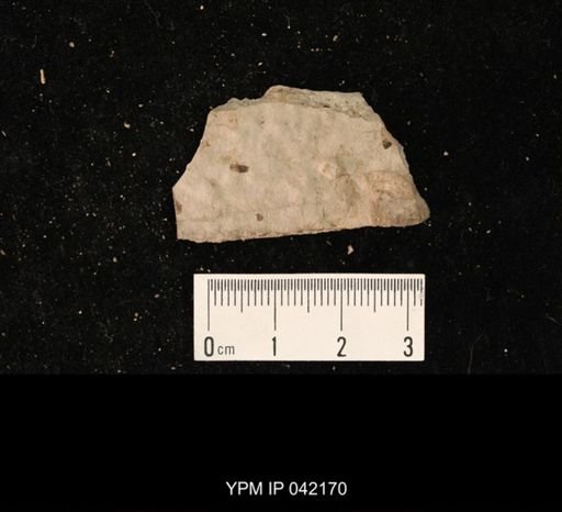 undet. Hymenoptera