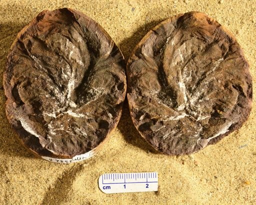 Aphlebia