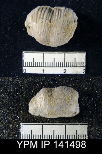 Productus (Dictyoclostus) gratiosus