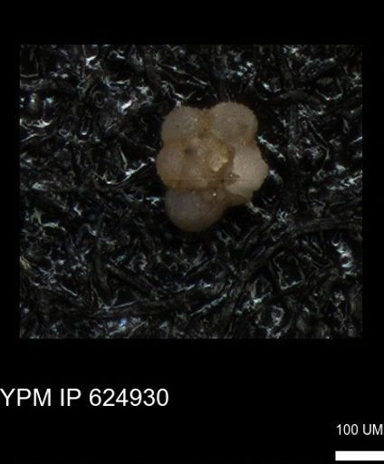 undet. Rugoglobigerinidae
