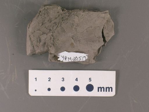 Thinnfeldia subintegrifolia