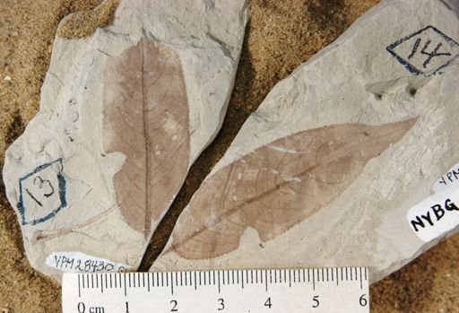 Salix wimmeriana