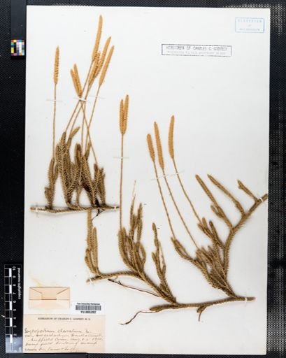 Lycopodium clavatum