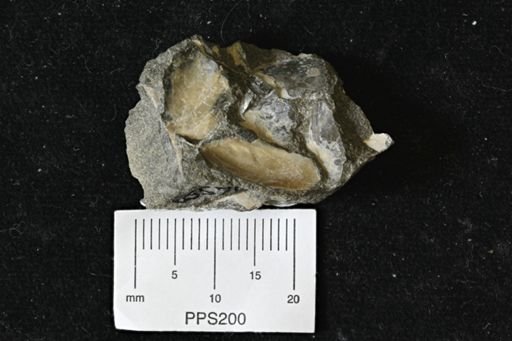 Pseudoptera?