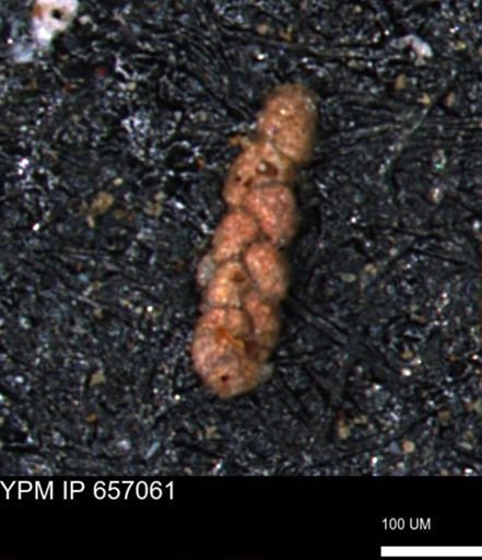 Ammobaculoides phaulus
