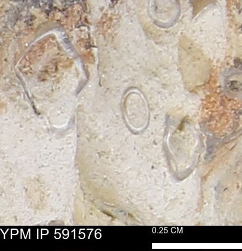 Serpulidae