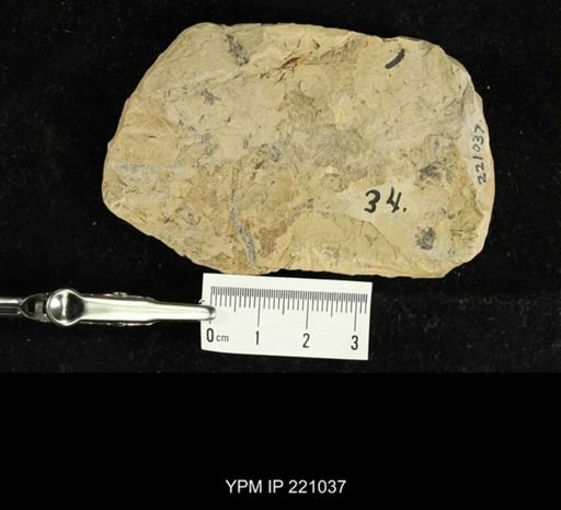 Blattaria