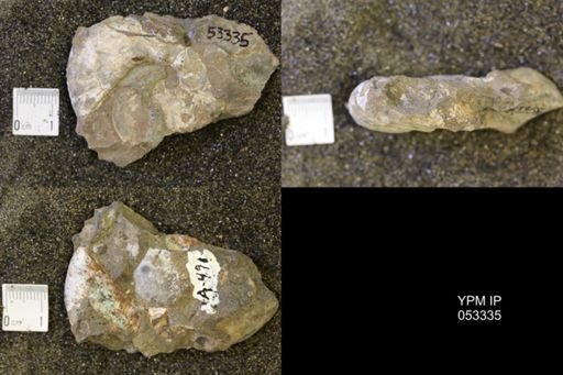 Discoscaphites conradi