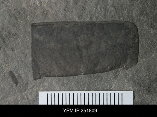 undet. Eurypterida