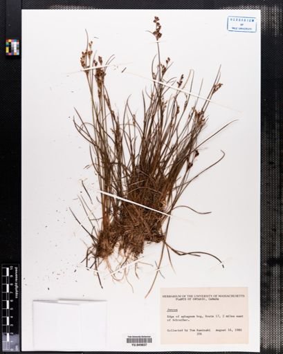 Juncus