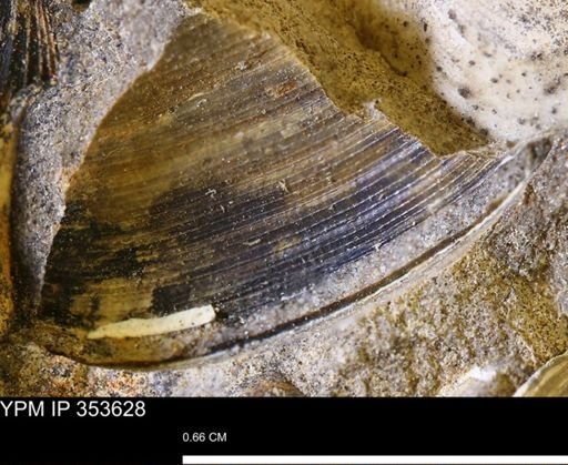 Limopsis striatopunctatus
