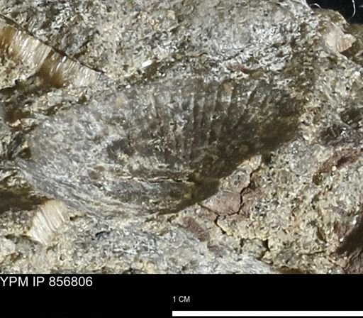 Oxytoma (Hypoxytoma) nebrascana