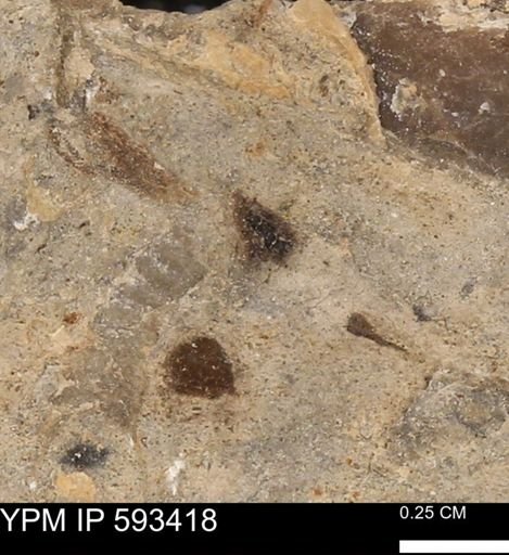 taxon undetermined