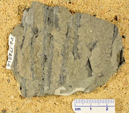 Sawdonia ornata