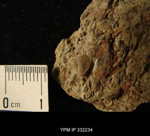 Encrinurus?