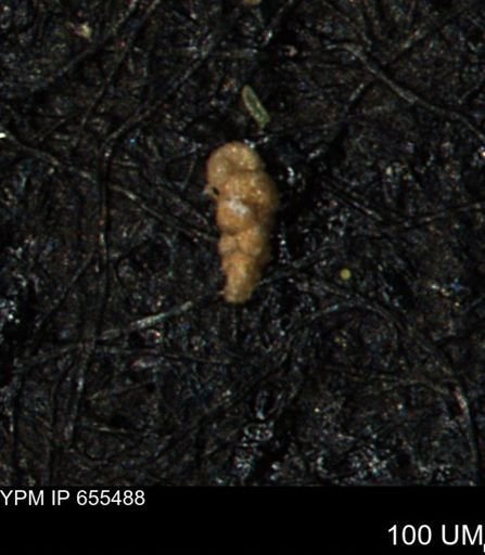 Verneuilina canadensis