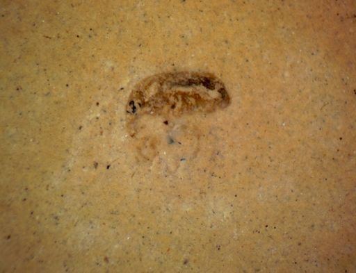 undet. Curculionidae