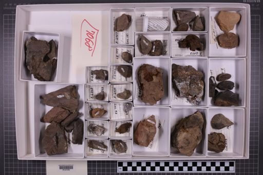 mixed taxa, stratigraphic collection