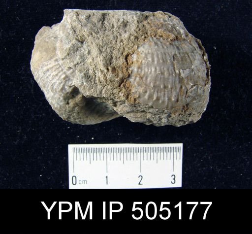 Pustula nebrascensis