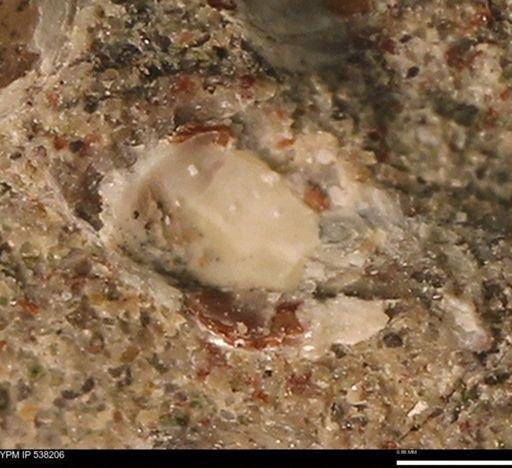 Corbulamella gregaria