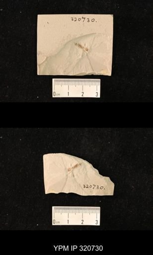 undet. Hymenoptera