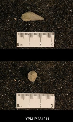 Meekospira sp.