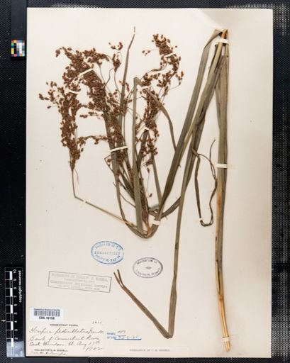 Scirpus pedicellatus