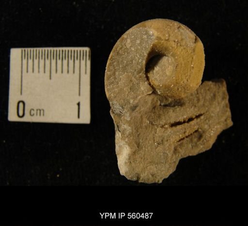 undet. Bellerophontoidea